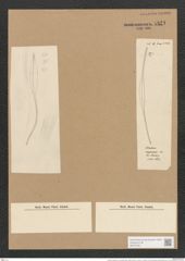 Nitzschia longissima var. undulata (Breb.) Ralfs (de-Toni-Nr.: Genus 47, Species 2146) Zeichnungen Sammlung Grunow Nr. 4321 (NHMW-BOT-W0372351)
